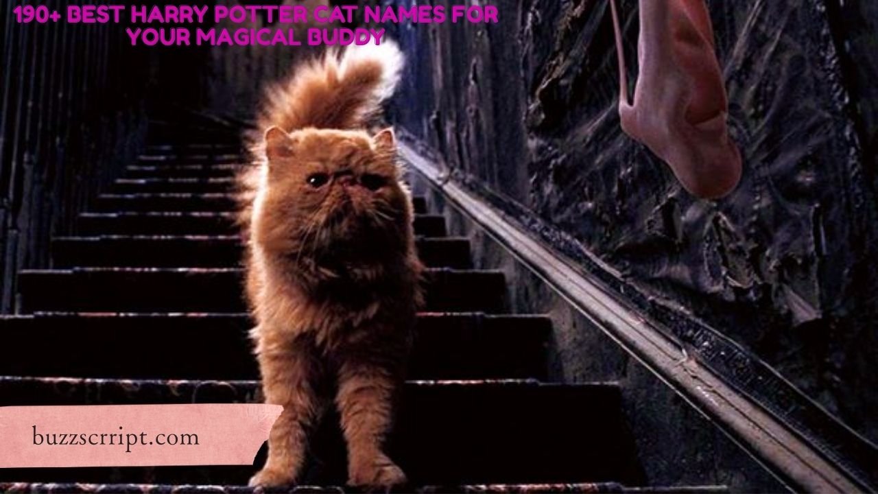 190+ Best Harry Potter Cat Names For Your Magical Buddy