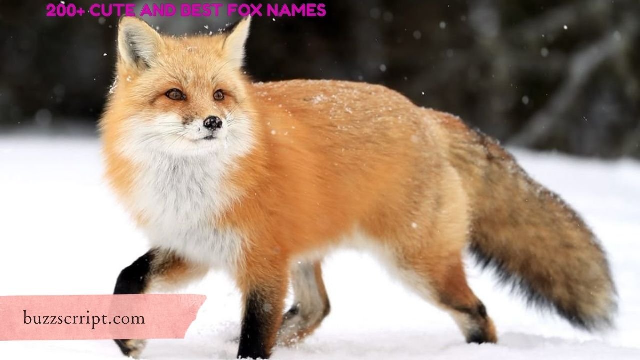 200+ Cute And Best Fox Names