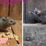 200+ Cute And Catchy Rat Names With Name Generator