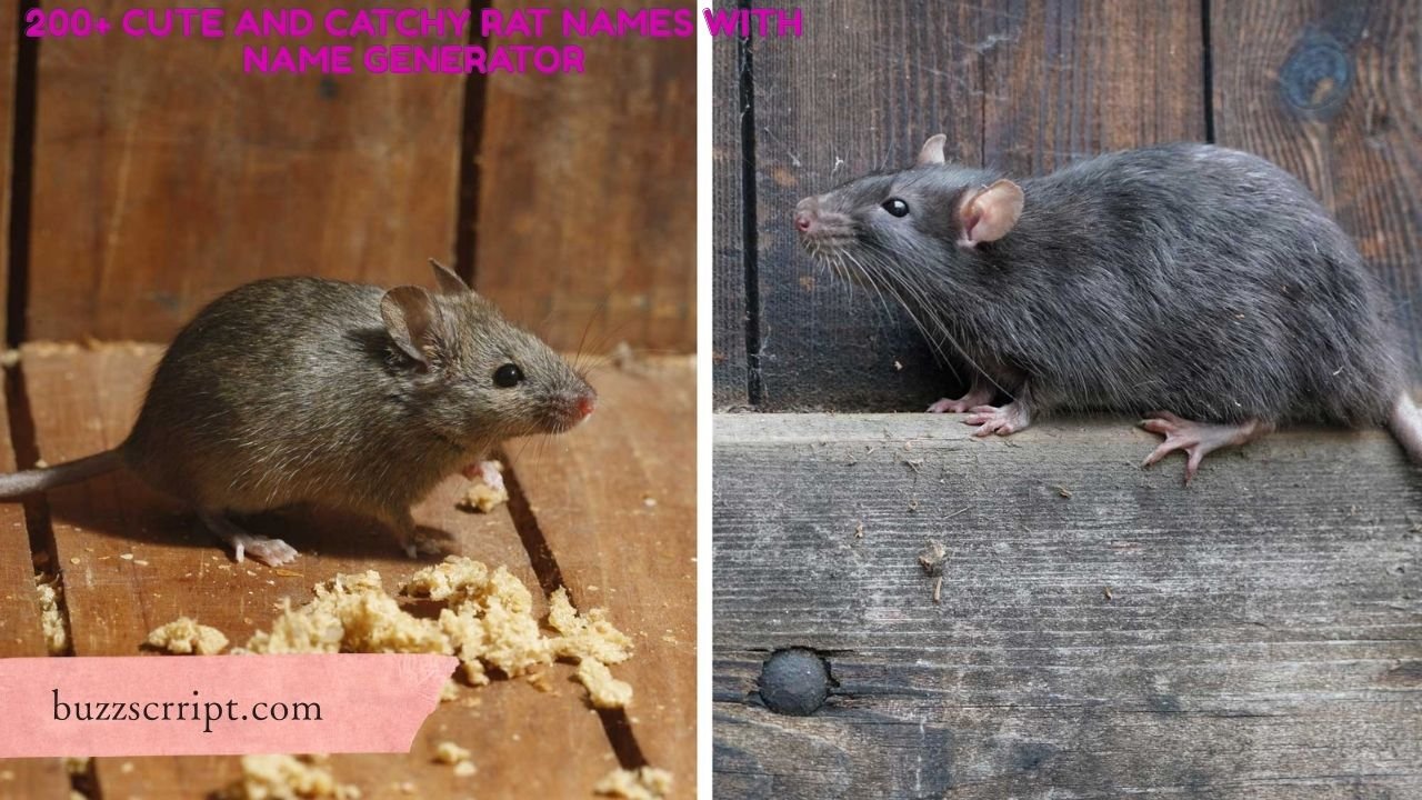 200+ Cute And Catchy Rat Names With Name Generator