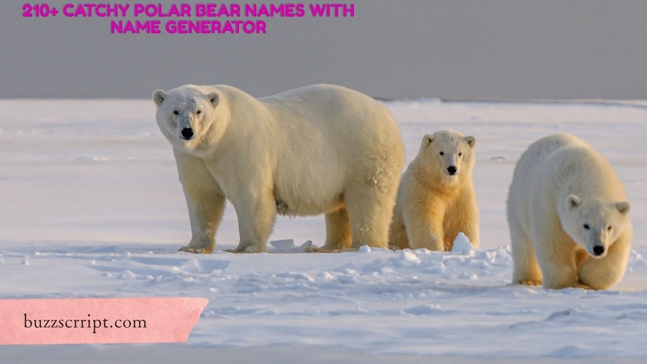 210+ Catchy Polar Bear Names With Name Generator