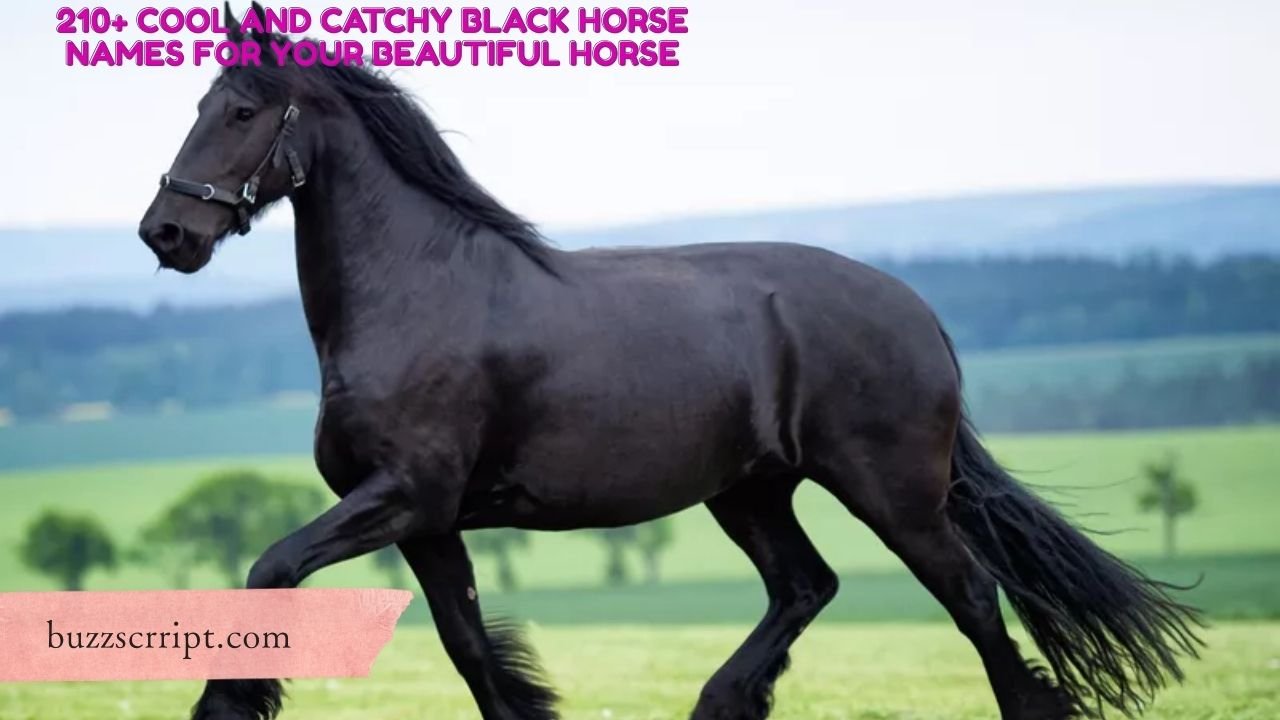 210+ Cool And Catchy Black Horse Names For Your Beautiful Horse