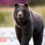 220+ Cool And Badass Bear Names With Generator