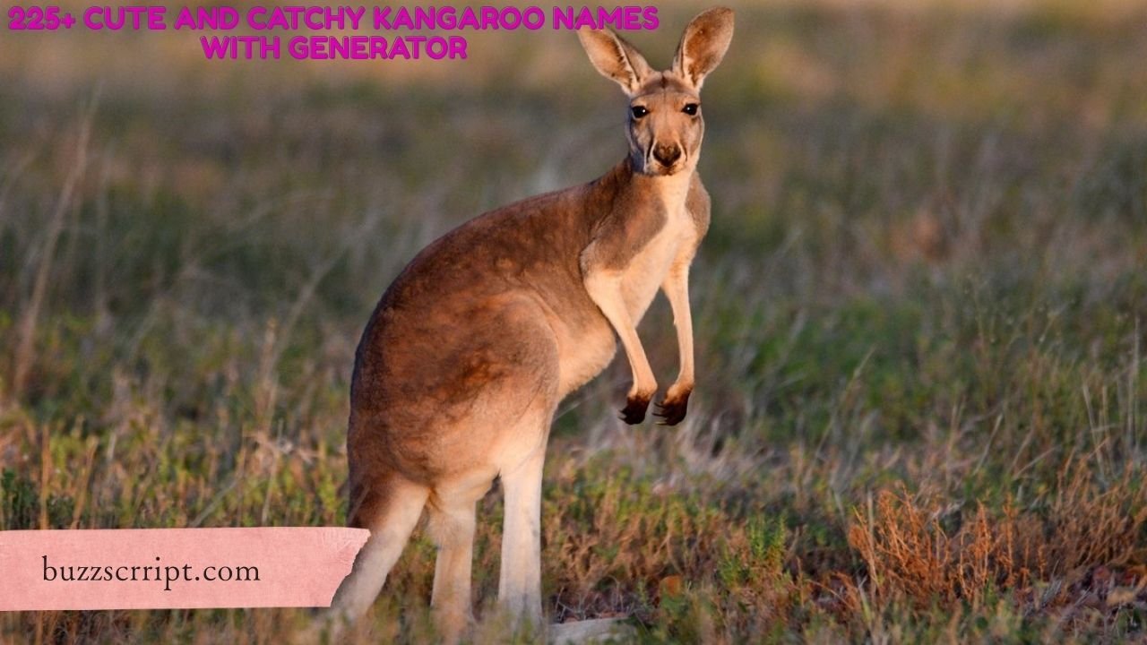 225+ Cute And Catchy Kangaroo Names With Generator