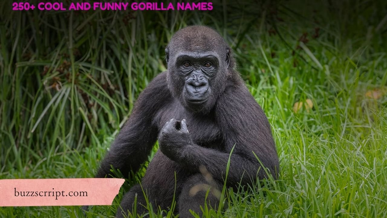 250+ Cool And Funny Gorilla Names