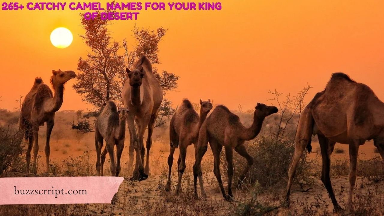 265+ Catchy Camel Names For Your King Of Desert