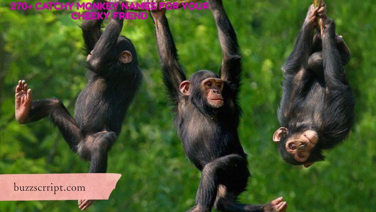 270+ Catchy Monkey Names For Your Cheeky Friend