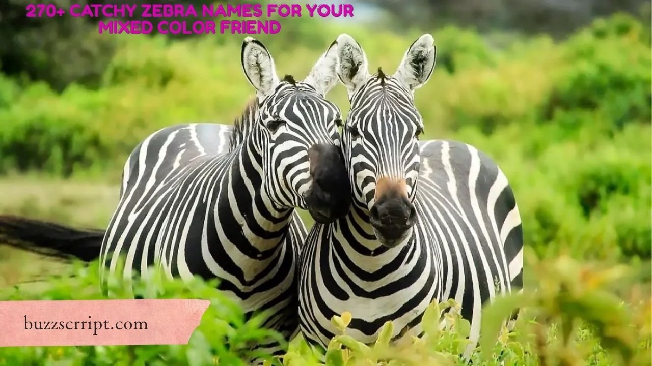 270+ Catchy Zebra Names For Your Mixed Color Friend
