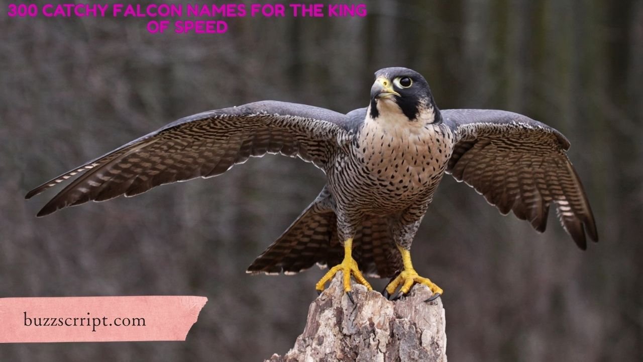 300 Catchy Falcon Names For The King Of Speed