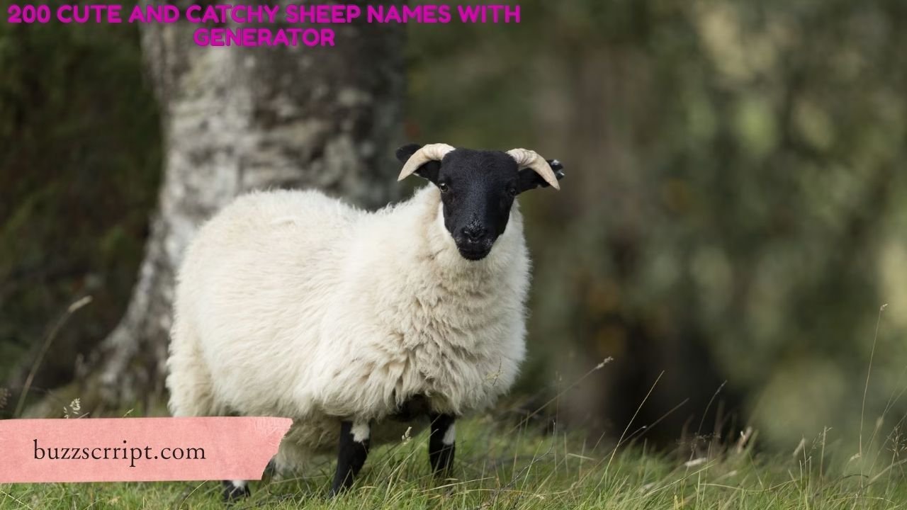 200 Cute And Catchy Sheep Names With Generator