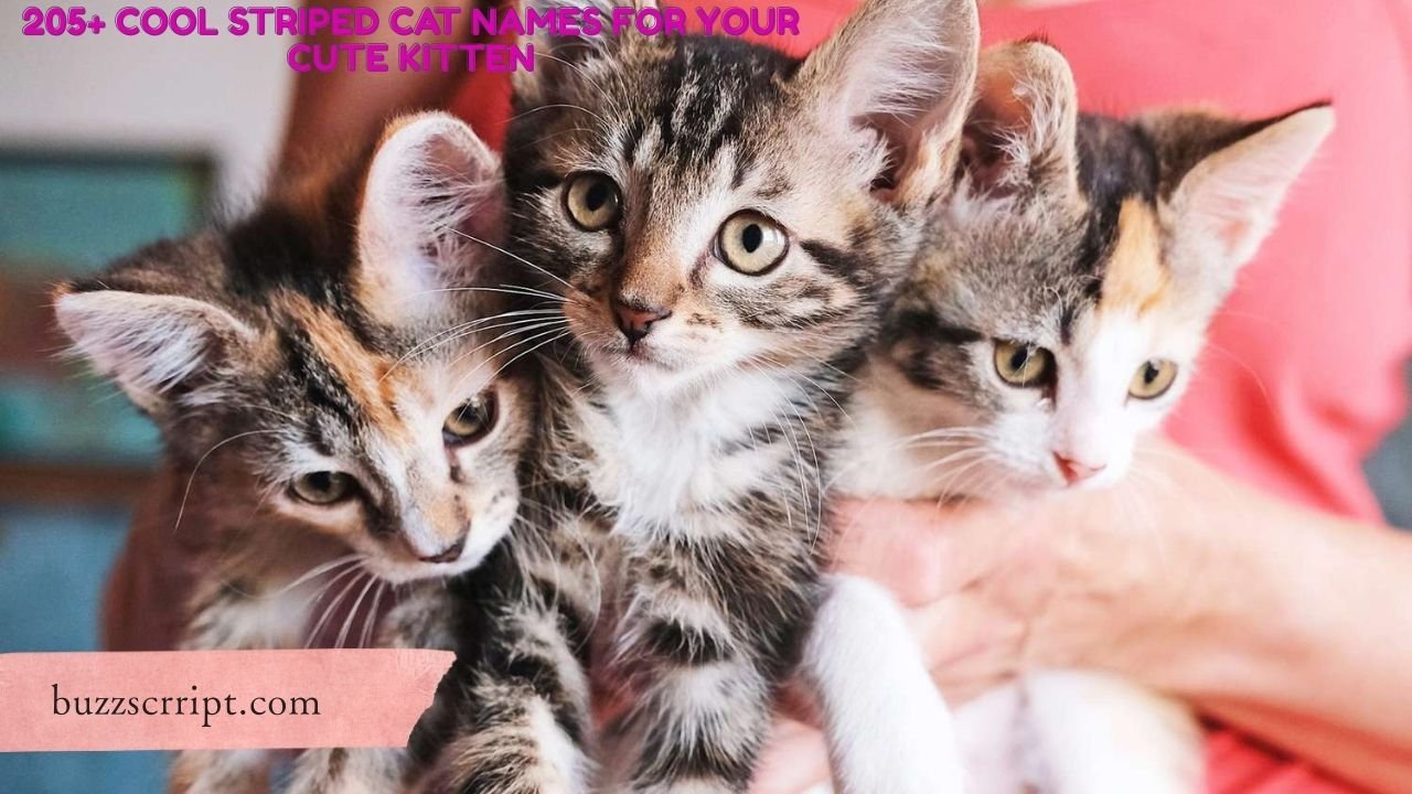 205+ Cool Striped Cat Names For Your Cute Kitten
