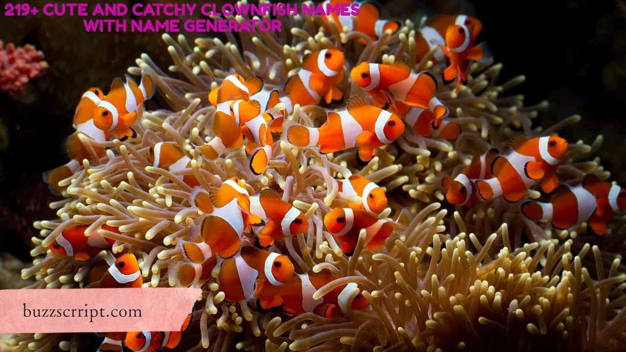 219+ Cute And Catchy Clownfish Names With Name Generator