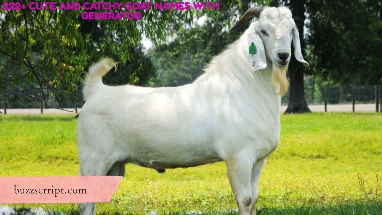 222+ Cute And Catchy Goat Names With Generator