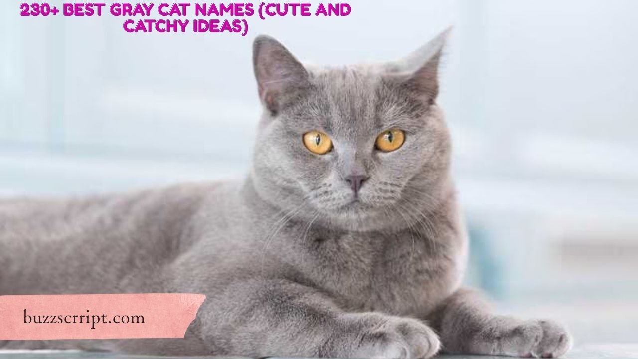 230+ Best Gray Cat Names (Cute And Catchy Ideas)