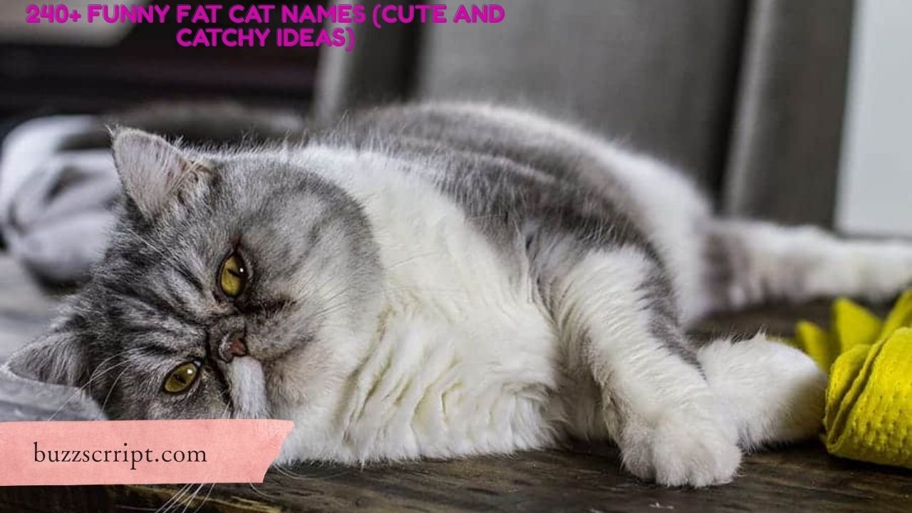 240+ Funny Fat Cat Names (Cute And Catchy Ideas)