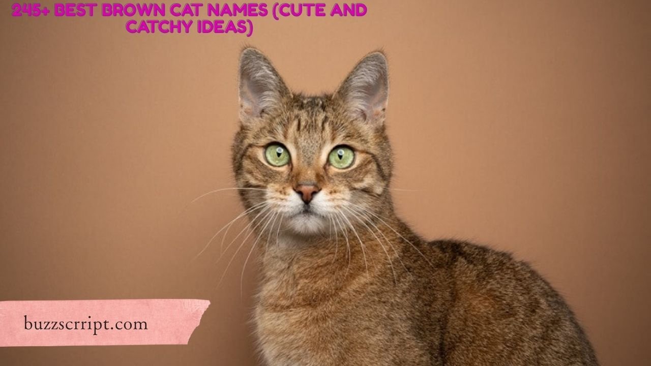 245+ Best Brown Cat Names (Cute And Catchy Ideas)