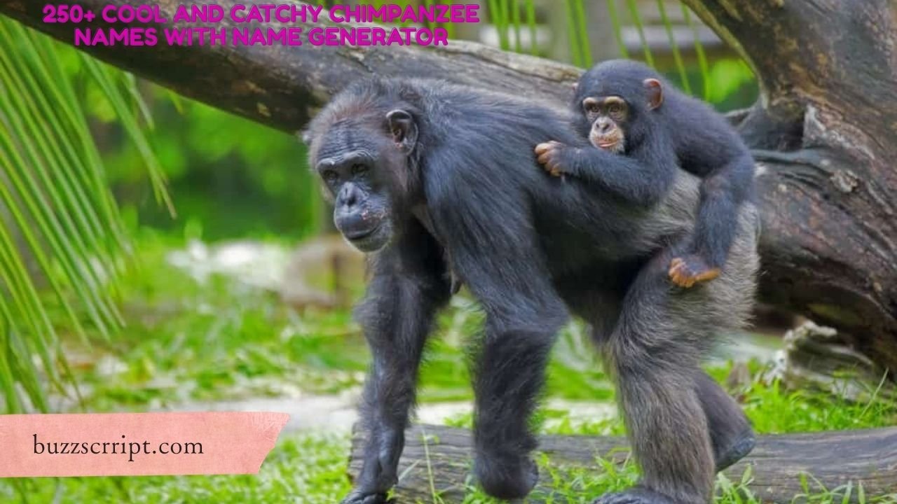 250+ Cool And Catchy Chimpanzee Names With Name Generator