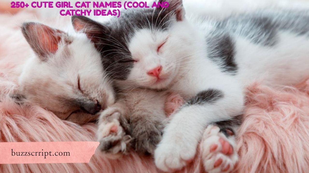 250+ Cute Girl Cat Names (Cool And Catchy Ideas)