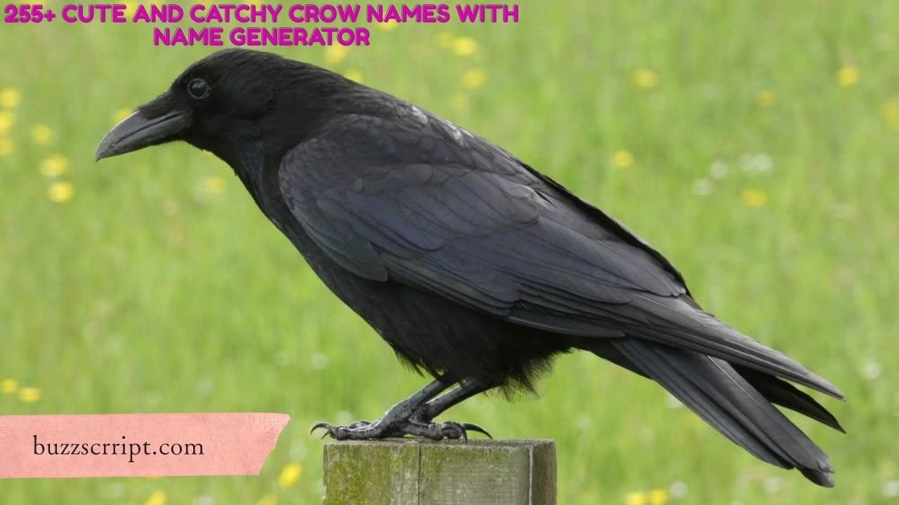 255+ Cute And Catchy Crow Names With Name Generator