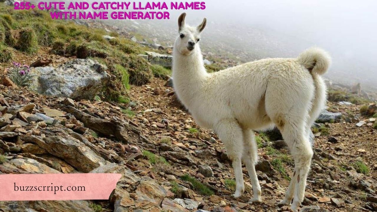 255+ Cute And Catchy Llama Names With Name Generator