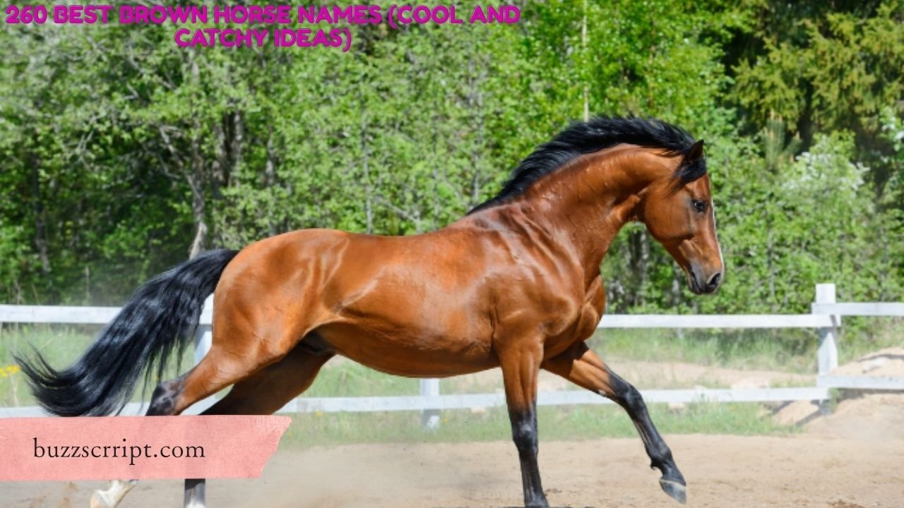 260 Best Brown Horse Names (Cool And Catchy Ideas)