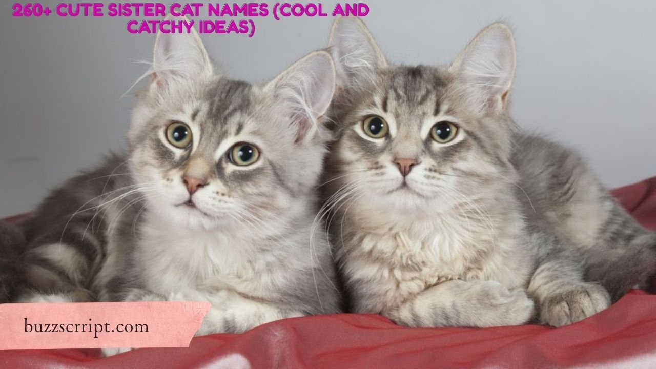 260+ Cute Sister Cat Names (Cool And Catchy Ideas)