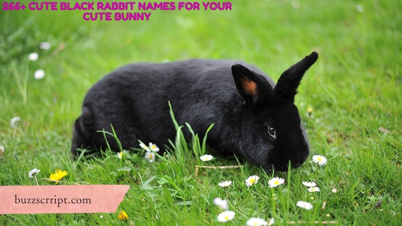 266+ Cute Black Rabbit Names For Your Cute Bunny