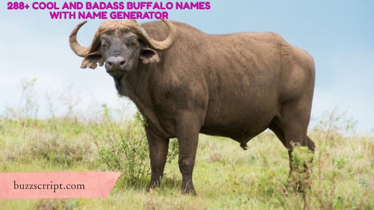 288+ Cool And Badass Buffalo Names With Name Generator
