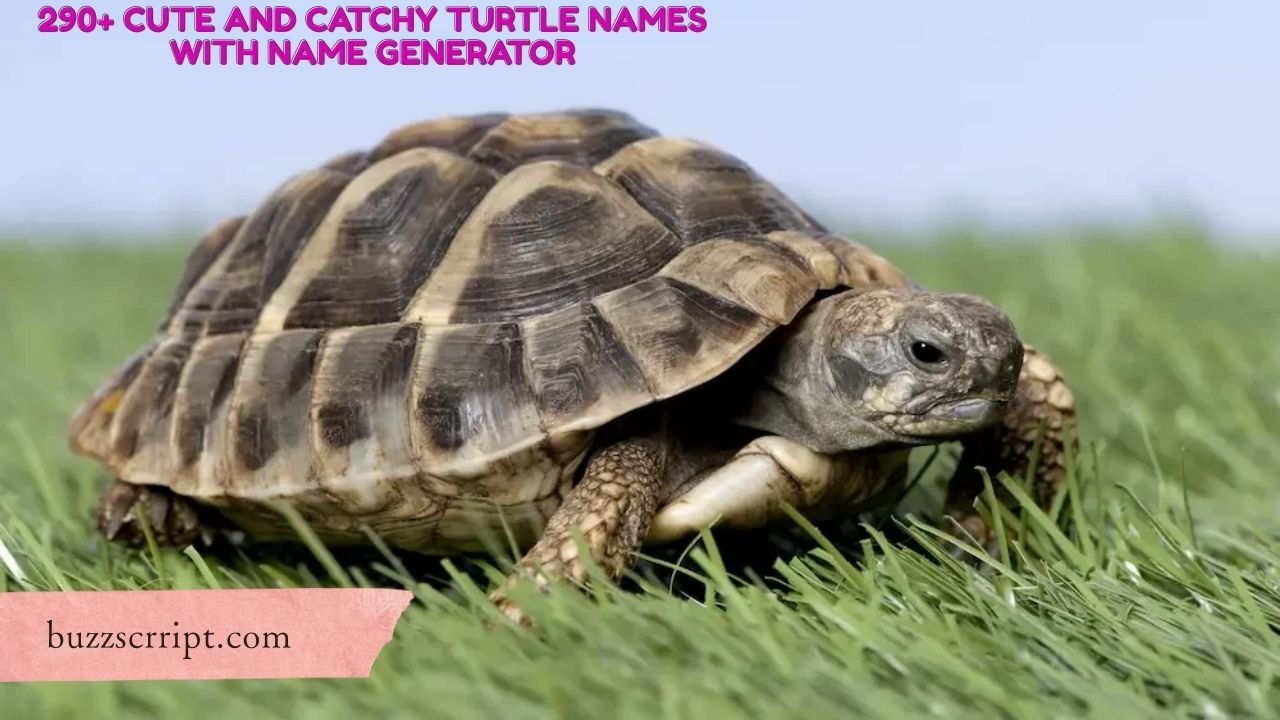 290+ Cute And Catchy Turtle Names With Name Generator