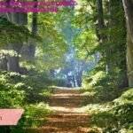 Forest Names: Enchanting Forest Name Ideas & Generator